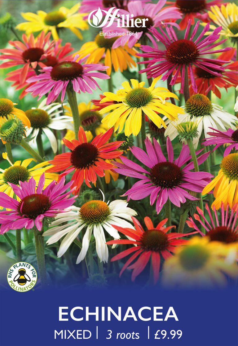 8718641997611 1 Echinacea Mix.jpg